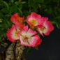 Preview: Bluete Rose